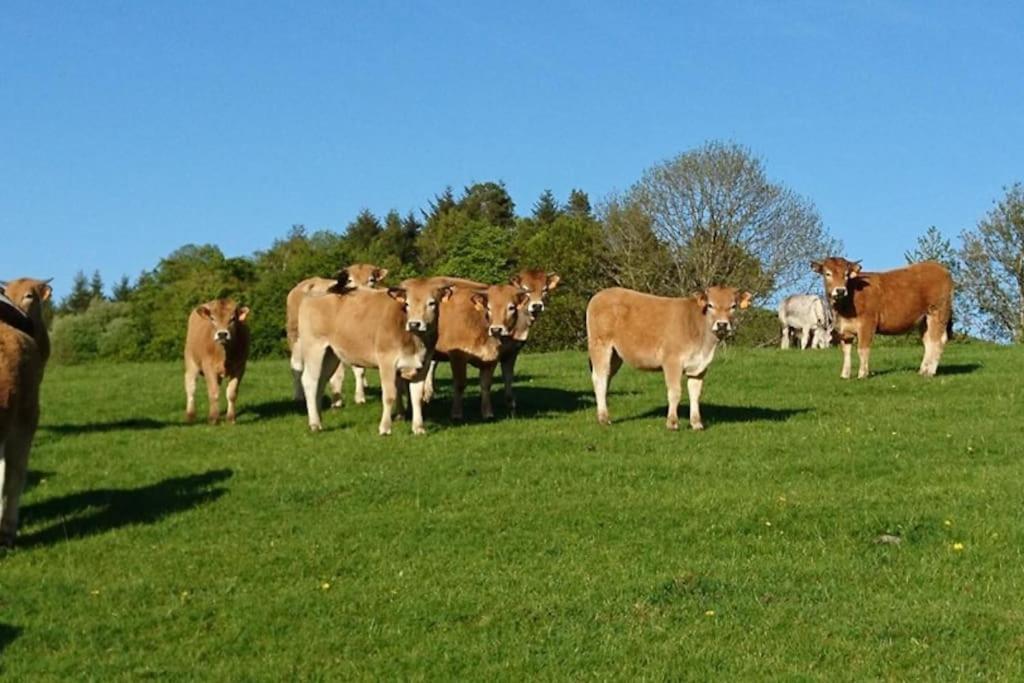 Gite A La Ferme Au Coeur De L'Auvergne Saint-Hippolyte  ภายนอก รูปภาพ